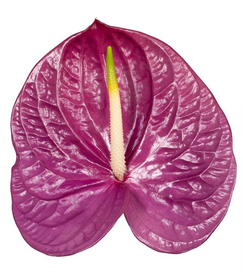 Impreza Anthurium