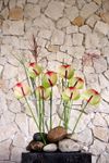 anthurium-snijrassen-fortezza-groen-209036-1
