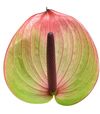 anthurium-snijrassen-fortezza-groen-209036-4