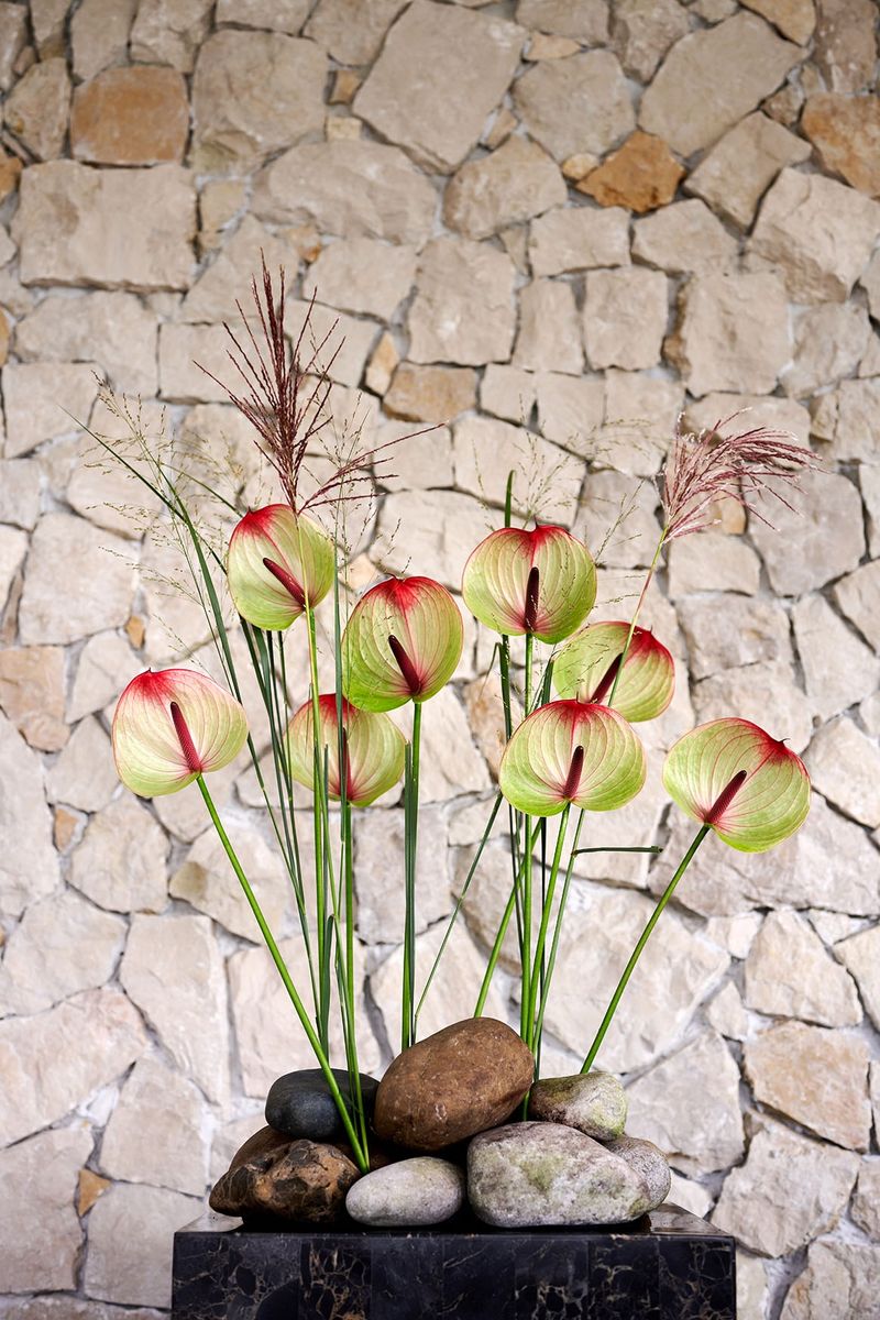 Fortezza - Anthurium cut flowers | Anthura