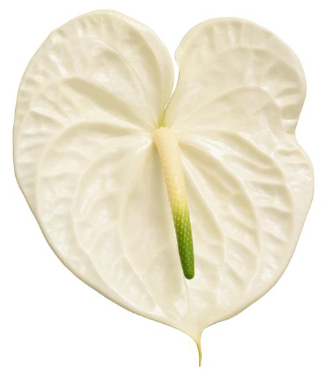 Graciosa Anthurium