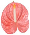 anthurium-cut-farao-pink-202888-2