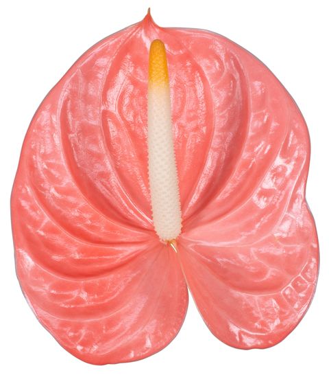 Farao Anthurium