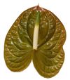 anthurium-cut-olivius-green-208780-3