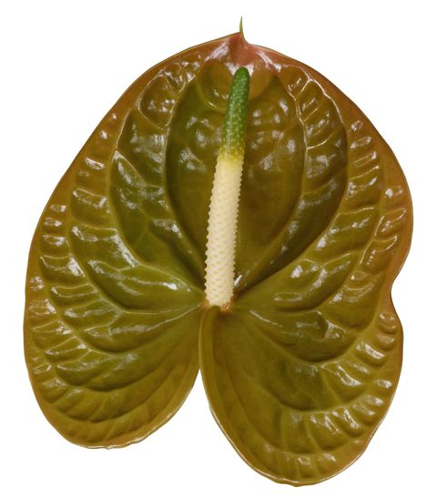 Olivius Anthurium
