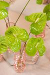 anthurium-cut-grand-slam-green-208311-6