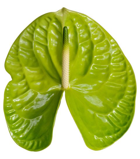 Grand Slam Anthurium