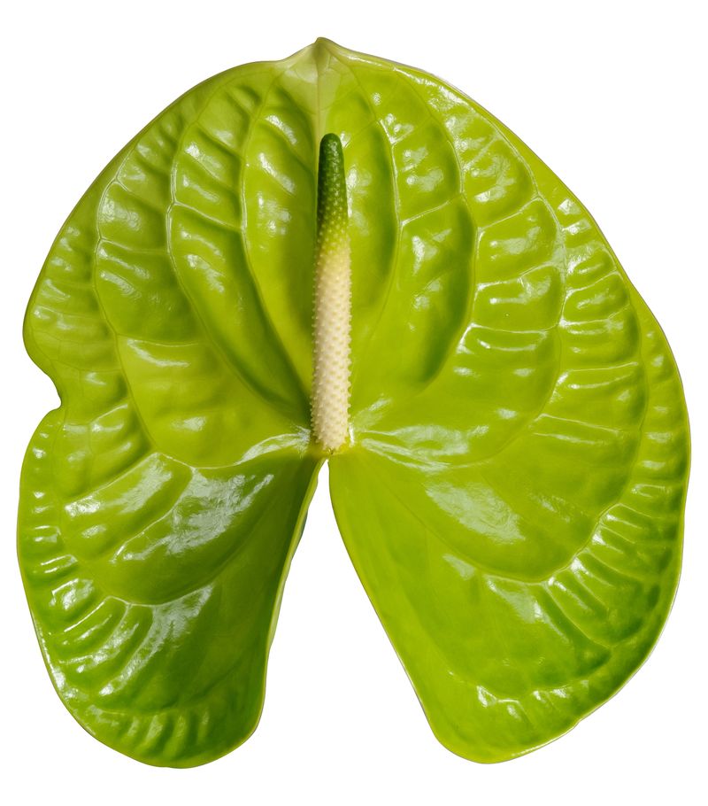 Grand Slam - Anthurium cut flowers | Anthura