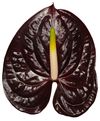 anthurium-cut-showtime-black-208579-2