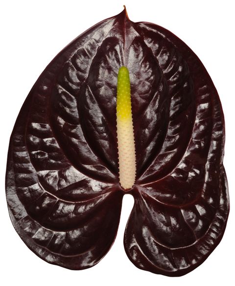 Showtime Anthurium
