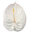 anthurium-cut-carnaval-white-200329