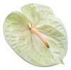 anthurium-snijrassen-champagne-geel-200278