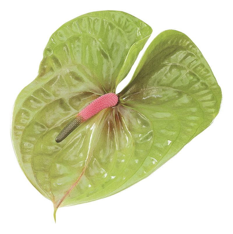 Pistache - Anthurium cut flowers | Anthura