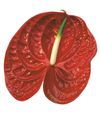anthurium-cut-calisto-red-200455