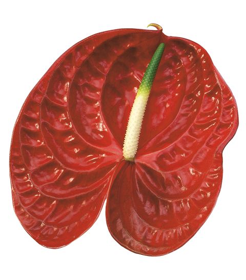 Calisto Anthurium