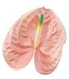 anthurium-cut-cheers-pink-200331