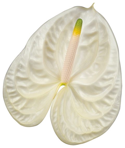 Moments Anthurium