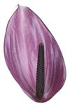 anthurium-cut-previa-purple-200616