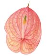 anthurium-snijrassen-nunzia-geel-200633
