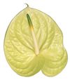 anthurium-cut-marysia-yellow-200837-1