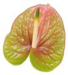 anthurium-cut-lucardi-green-208070-1