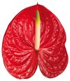 anthurium-snijrassen-arena-rood-208126-1