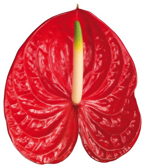 Anthurium collection
