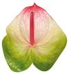 anthurium-cut-zafira-white-202248-1