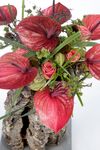 anthurium-cut-cantello-red-208577-1