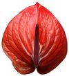 anturio-para-flor-cortada-cantello-rojo-208577-2