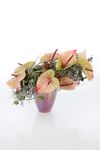 anthurium-snijrassen-tequila-groen-208698-1