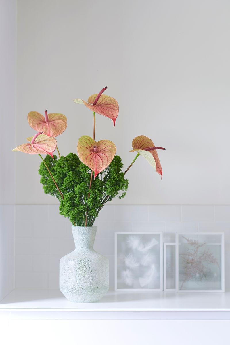 Tequila - Anthurium cut flowers | Anthura