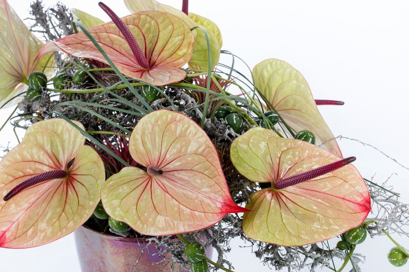 Tequila - Anthurium cut flowers | Anthura