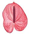 anthurium-snijrassen-candy-roze-200756-1