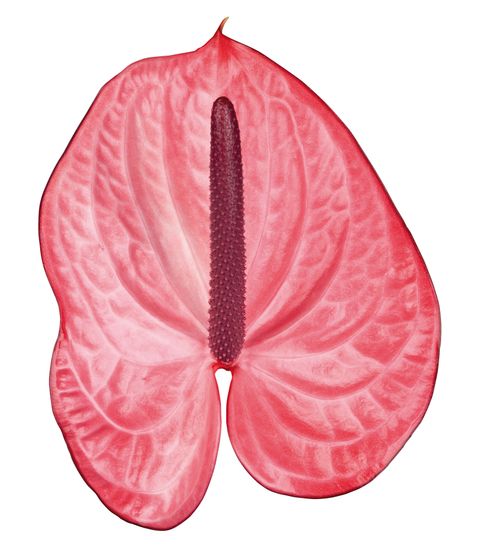 Candy Anthurium