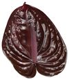 anthurium-cut-nero-brown-208071-2