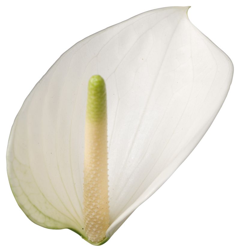 Whisper - Anthurium cut flowers | Anthura
