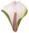 anthurium-snijrassen-alero-roze-202140