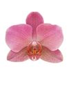 phalaenopsis-pot-treviso-pink-102677-0