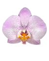phalaenopsis-potplanten-aalborg-lila-103531-0