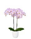 phalaenopsis-pot-aalborg-lilac-103531-1