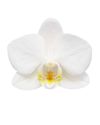 phalaenopsis-potplanten-innsbruck-wit-103678-0