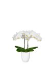 phalaenopsis-potplanten-innsbruck-wit-103678-1