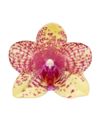 phalaenopsis-potplanten-grosseto-geel-103724-0
