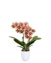 phalaenopsis-potplanten-grosseto-geel-103724-1