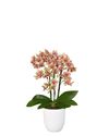 phalaenopsis-pot-grosseto-yellow-103724-2