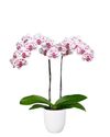 phalaenopsis-para-maceta-san-sebastian-blanco-103748-1