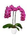 phalaenopsis-potplanten-stellenbosch-paars-103941-3