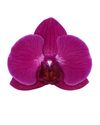 phalaenopsis-para-maceta-stellenbosch-violeta-103941-2