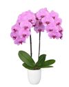 phalaenopsis-potplanten-minneapolis-roze-105108-3